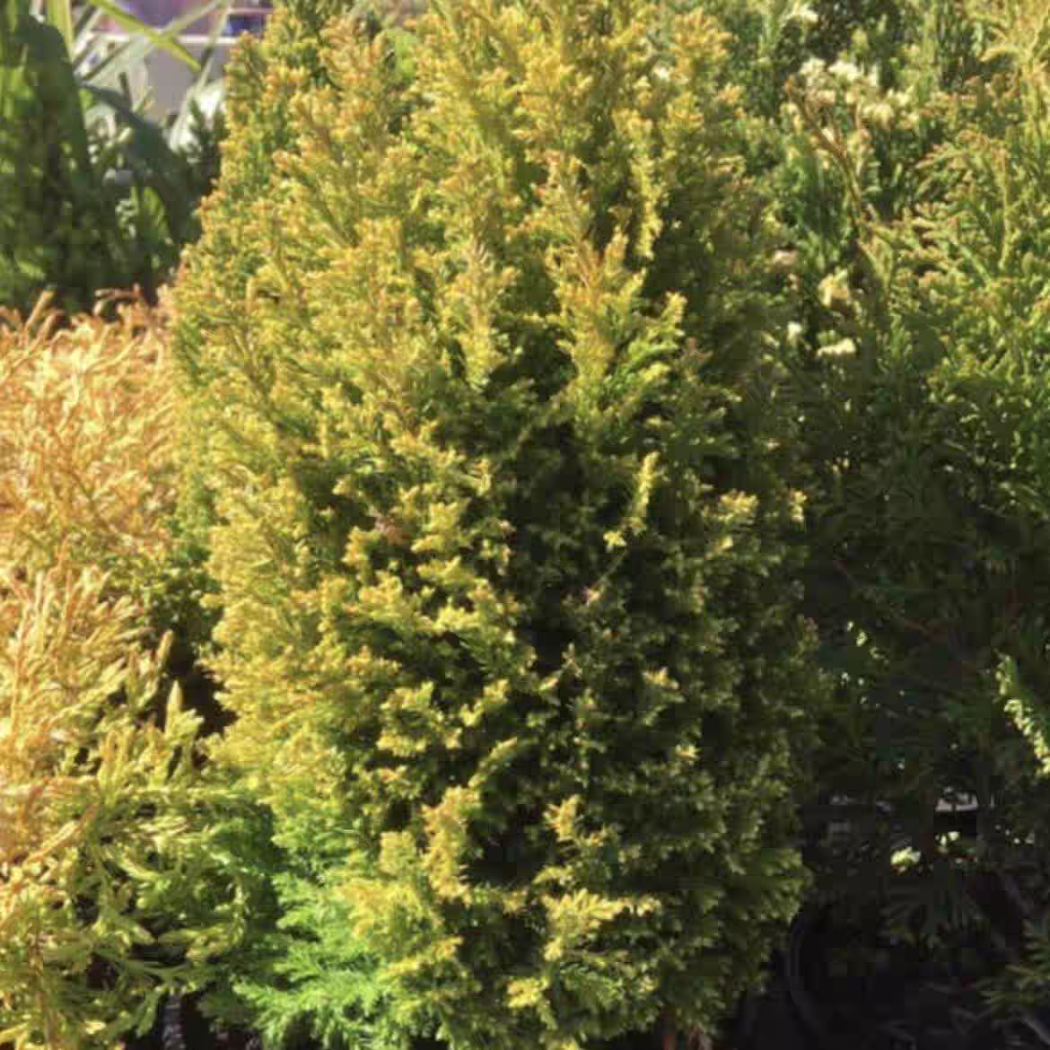 北美扁柏 黄金埃尔 耐寒热松柏杉树常绿观叶造景盆栽庭院室内外