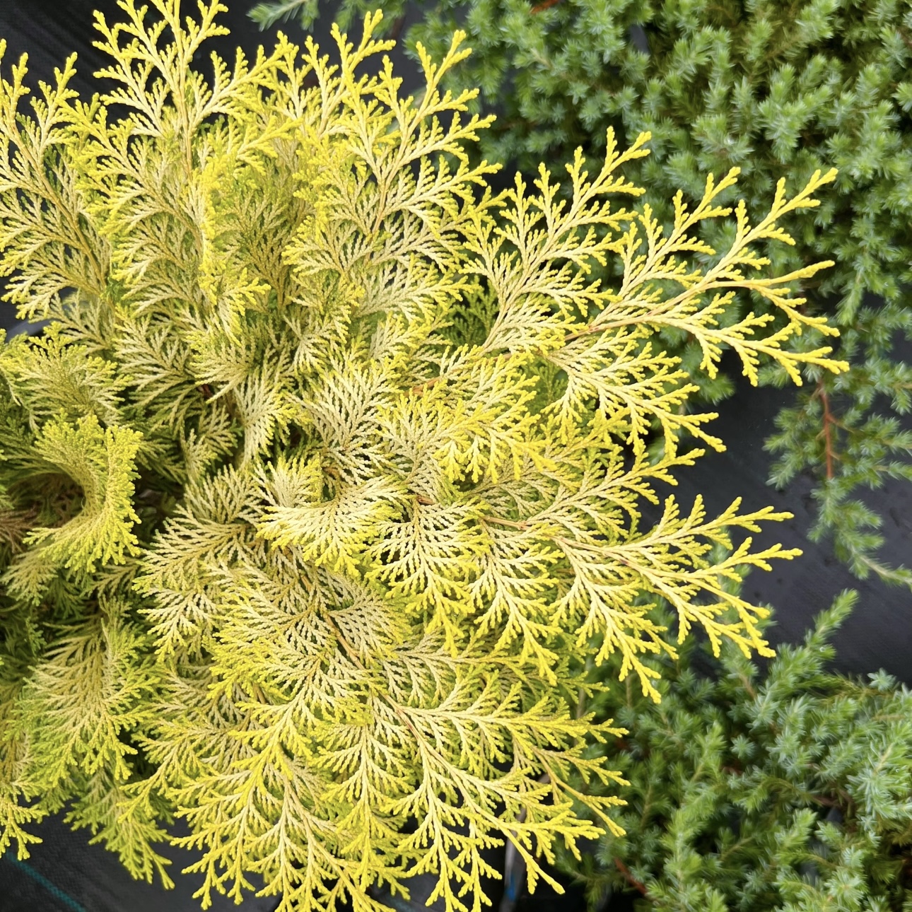 日本扁柏 克里普斯 金色针叶树多年生庭院阳台花园四季常绿耐寒