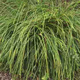 日本花柏‘娜娜’进口新品多年生常绿耐热寒花园庭院阳台盆栽好养