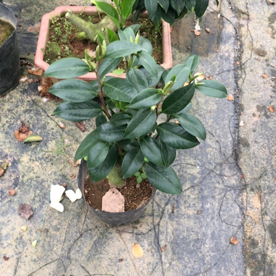 嫁接哈利特毕斯比