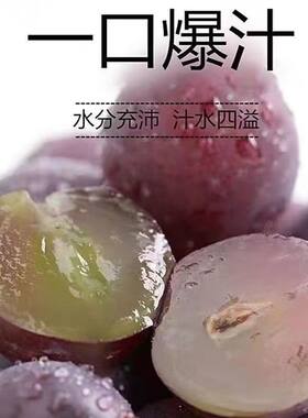 东北辽峰新鲜水果葡萄无籽葡萄