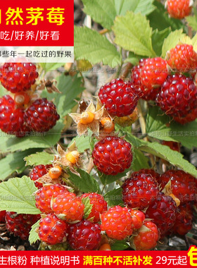 儿时野果茅莓苗薅田藨悬钩子红梅消野草莓蛇泡簕虎姆国公树莓树苗