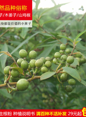 苗木姜子山鸡椒过山毕澄茄树苗