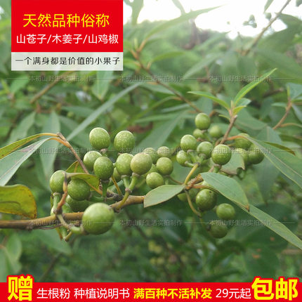 天然山苍子苗木姜子山鸡椒青皮树过山香山胡椒木香子毕澄茄子树苗