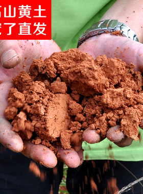 天然高山黄土盆栽杜鹃花培植多肉