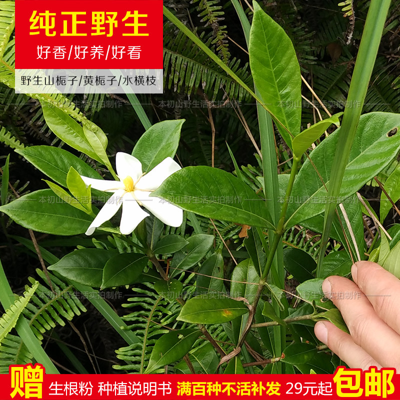 野生山栀子苗木丹越桃水横枝黄栀子山栀花庭院阳台盆栽盆景花卉树