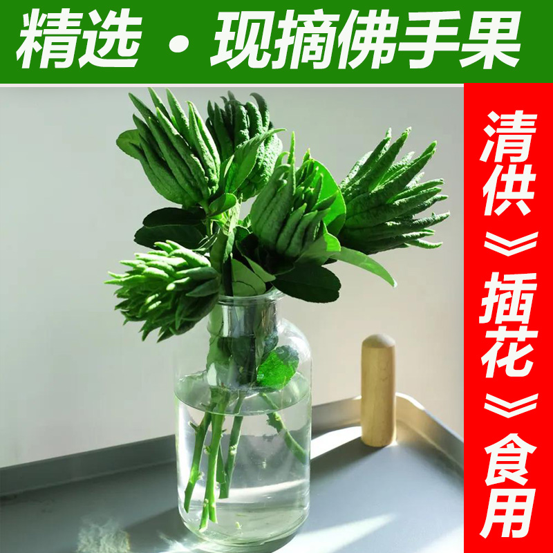 【带枝水养】佛手果新鲜带枝水培小佛手青果插花清供观赏把玩包邮