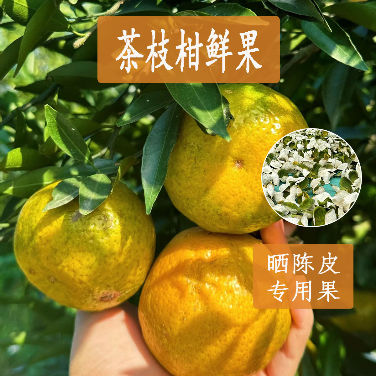 广东省肇庆市正宗茶枝柑