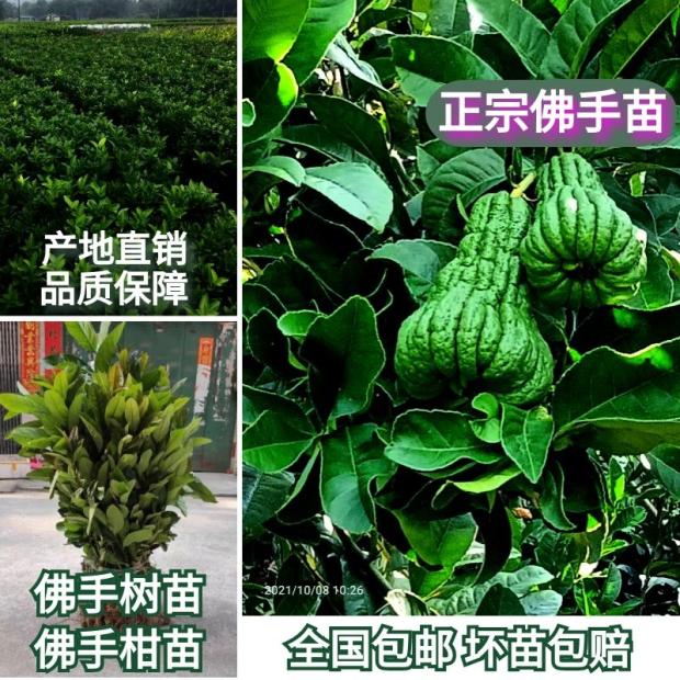 佛手树苗木广佛手柑佛手果金佛手瓜拂手花佛手苗盆栽带果地栽包邮