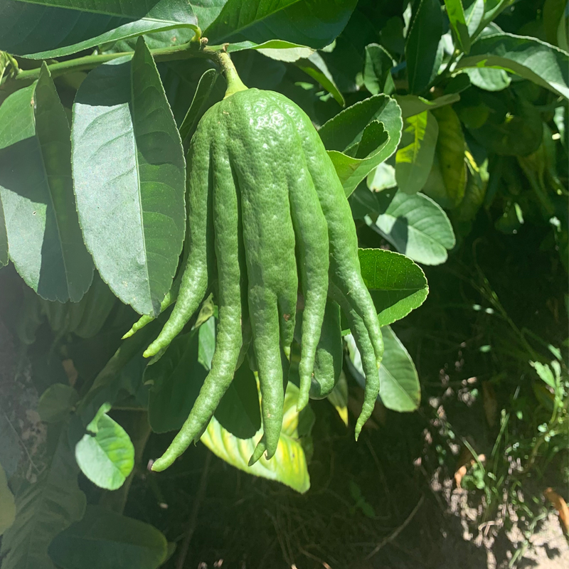 新鲜佛手柑鲜果佛手瓜食用清供