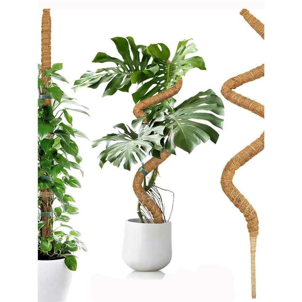 可弯曲植物椰棕棒龟背竹