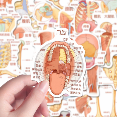 124张解剖学图谱贴纸人体系统解剖医学生基础医学知识diy笔记贴画