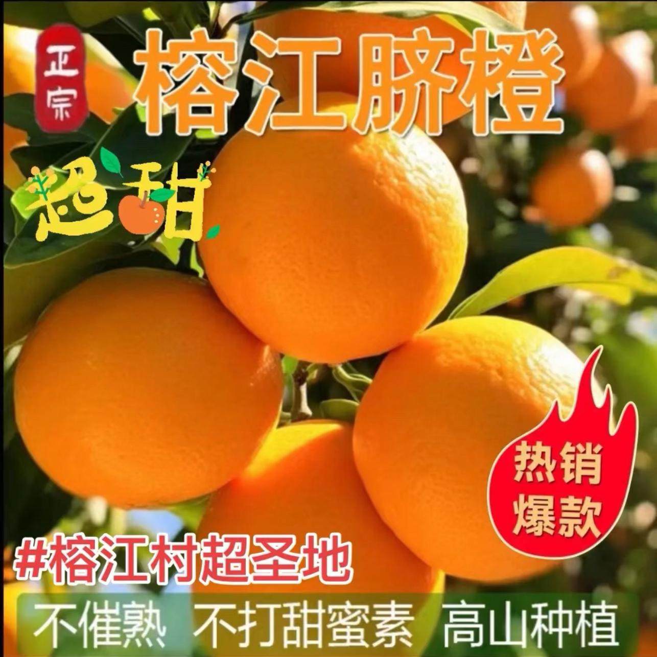 正宗贵州村超脐橙榕江高山种植5-10斤装榕江橙子新鲜采摘果园直发