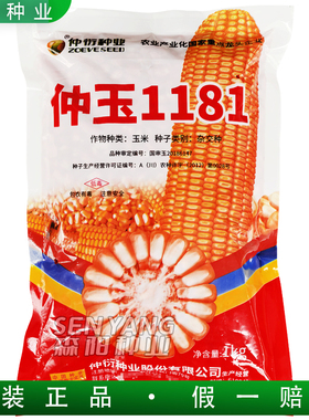 仲衍仲玉1181玉米杂交种子国审大田饲料玉米粘包谷高杆中穗陕科6