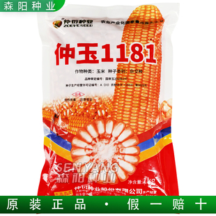 仲衍仲玉1181玉米杂交种子国审大田饲料玉米粘包谷高杆中穗陕科6