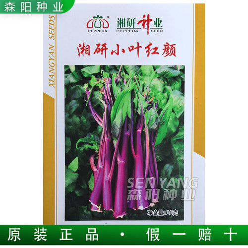湘研小叶红颜70天早中熟红菜苔