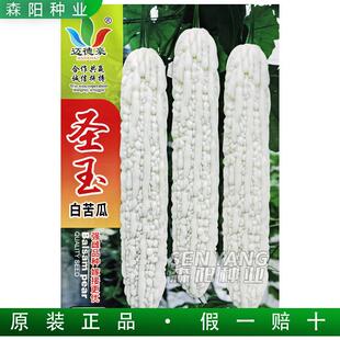 迈德豪圣玉白苦瓜种子籽早熟强雌杂交大白苦瓜白玉苦瓜湘早优1号