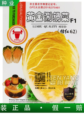 牛牌黄金涮锅菜桔红62红心大白菜