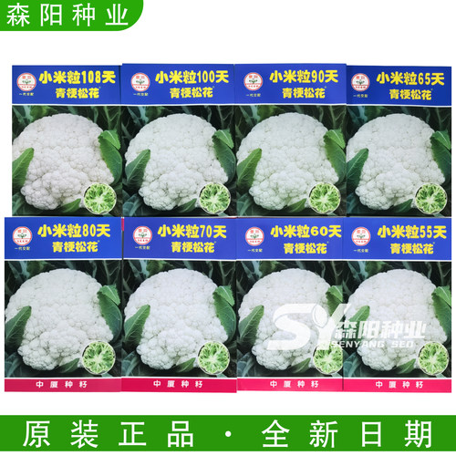 天青梗松花菜秋冬季花椰菜