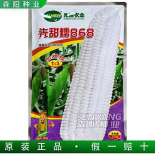 先迪农业 先甜糯868玉米种子加甜糯鲜食玉米杂交种春秋白甜糯美玉