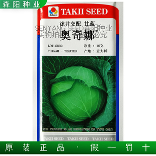 奥奇娜包菜种子 浅井交配甘蓝日本进口蔬菜种籽抗病耐热高产种籽