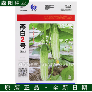科光燕白2号黄瓜种子籽早熟强雌短把鲜食水果黄瓜燕青黄瓜新燕095