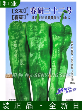 文初 春研三十二号辣椒种子早熟大果牛角椒春秋季高产鲜食青辣椒