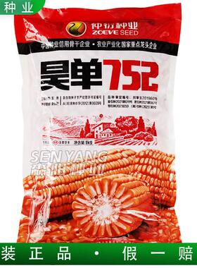 仲衍昊单752玉米杂交种白轴圆筒形春播大田玉米粘玉米饲料玉米种