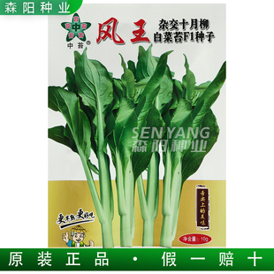 中苔风王白菜苔种子早熟细条多侧苔香翠柳叶菜心秋冬季耐寒蔬菜种