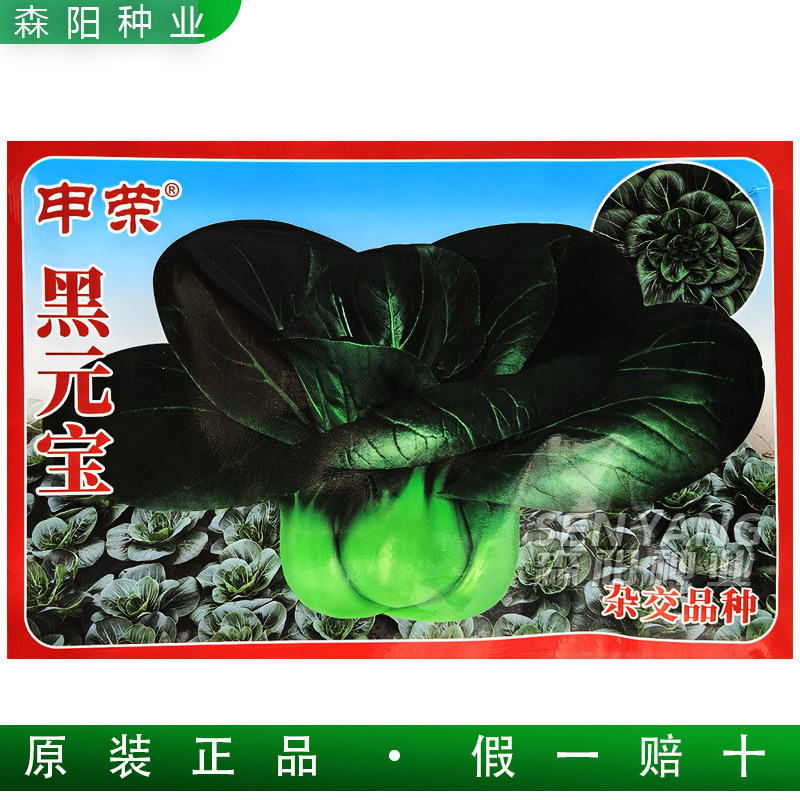 申荣黑元宝青梗菜种子黑圆叶耐寒抗病上海青苏州青杂交小白菜苗菜