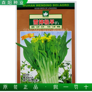 文鼎雪婷极早白菜苔杂交种耐热抗寒白苔45五彩黄苔油青甜菜心种籽