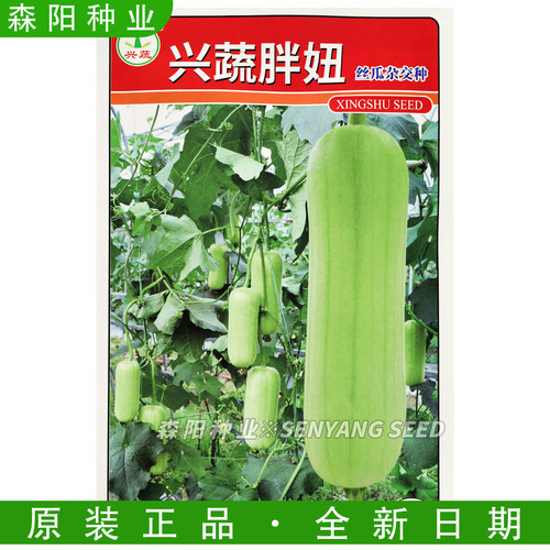 兴蔬胖妞中熟光皮瓜种子