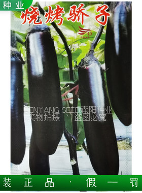 济南茄果烧烤骄子茄子种子高产