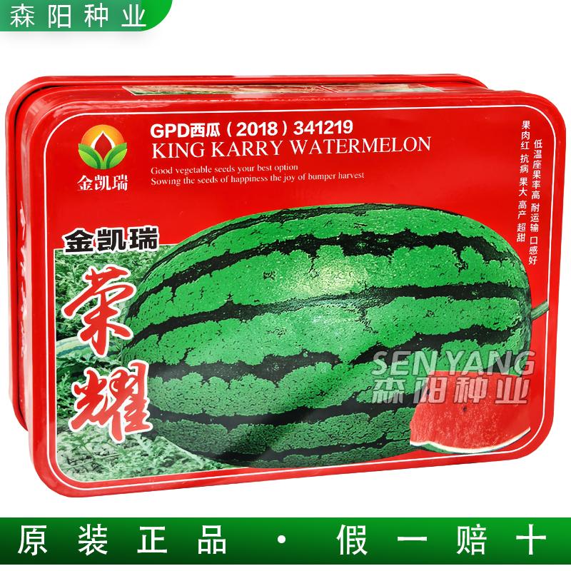 金凯瑞荣耀西瓜中晚熟超大椭圆形