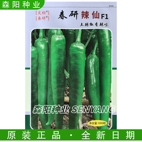 春研辣仙土味辣椒种子早熟软香辣