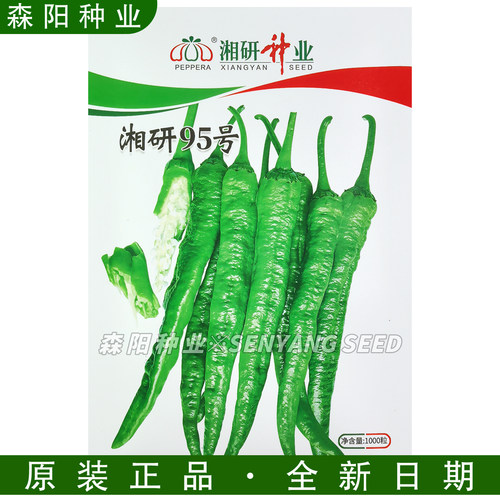 湘研95号辣椒种子中熟牛角椒薄皮