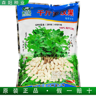 欧兰达千斤罗汉果花生种子地豪6号高产高油率抗重茬大粒薄皮花生