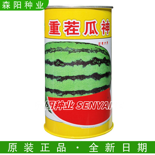 金凤凰西农八号高产高糖种子