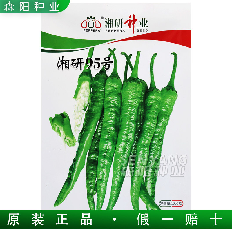 湘研95号辣椒种子中熟牛角椒薄皮微辣软香辣2307樟树港辣椒籽55号