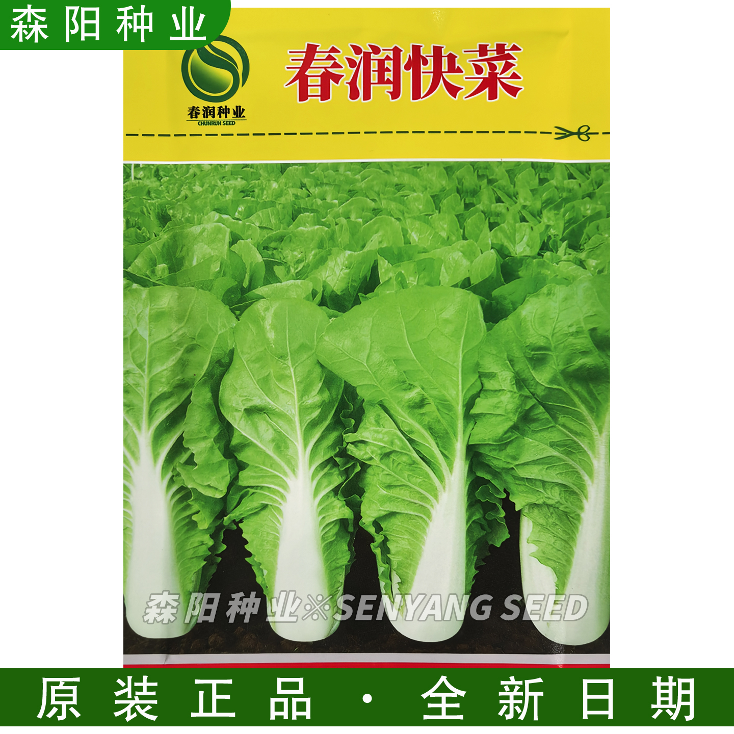 春润快菜种子杂交苗用快白菜536艳阳长江五号真好吃四季奶油快菜