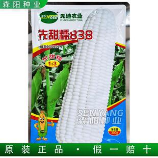 广西先迪先甜糯838加甜糯玉米种子春秋季鲜食玉米杂交种美玉中糯2