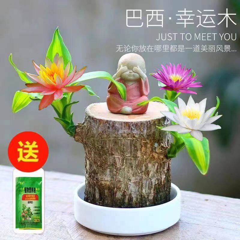 巴西木水养幸运木开花格鲁特小树人盆栽室内桌面水培绿植物小盆栽