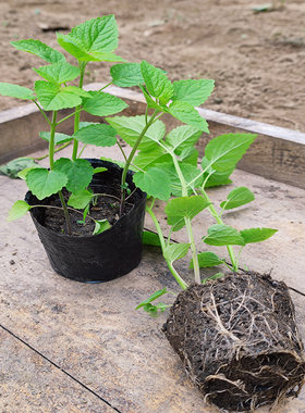 可食用藿香树苗河南特产五香叶大茴香苗盆栽厨房香草调料植物