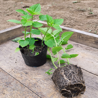 可食用藿香树苗河南特产五香叶大茴香苗盆栽厨房香草调料植物