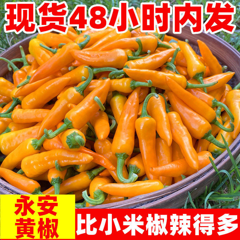 永安黄椒特香辣新鲜农家福鼎肉片