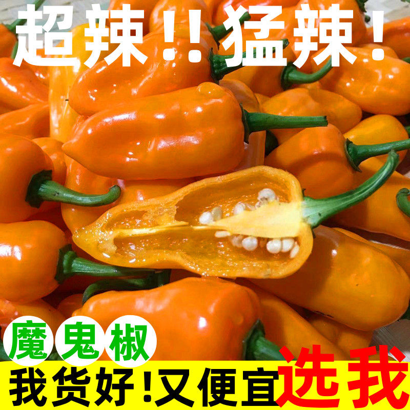 永安黄椒魔鬼新鲜香辣变态辣超辣图片