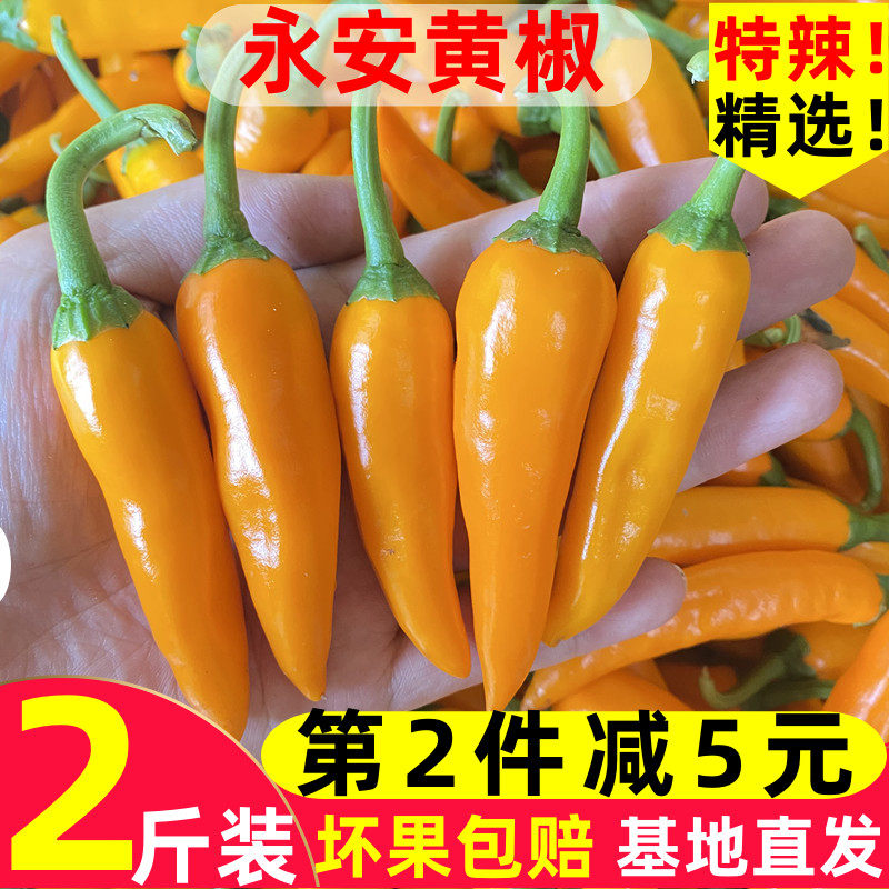 永安子弹香辣福鼎肉片非海南黄椒图片