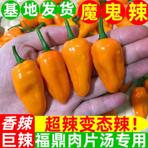 特辣福建永安小黄椒农家魔鬼辣椒