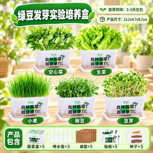 植物生长观察盒绿豆发芽观察日记