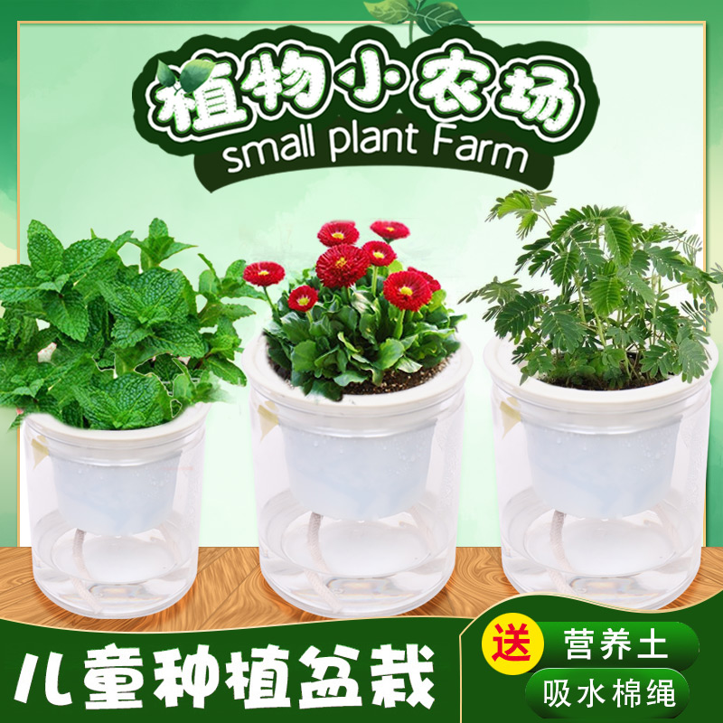 儿童种植幼儿园创意小盆栽桌面可爱植物室内绿植学生观察植物生长